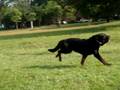 videos de Rottweiler Vom Vourzac