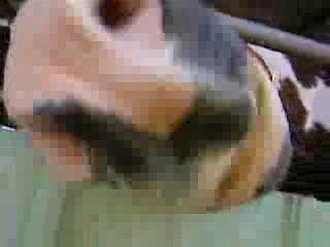 horse