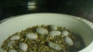Bearded Dragon Hatching