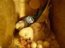 Newly hatched budgie chicks being fed in nestbox Newly hatched budgie chicks being fed in nestbox