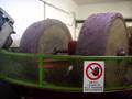 La raccolta delle olive 2