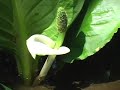 みどり湖（長野県塩尻市）の湖面を野鳥（キセキレイ）のさえずりが響き渡る。緑も眩しい梢を飛び回りさえずり続けている以外、せせらぎの音のみが聞こえてくる...。