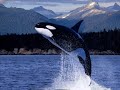 Orca:Killer Whale (soundtrack) Orca:Killer Whale (soundtrack)
