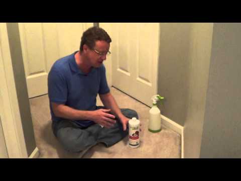 how to remove urine from a carpet