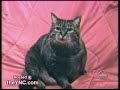 Un chat qui parle?