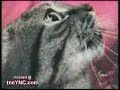 Un chat qui parle?