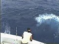 Baccarat blue marlin fishing