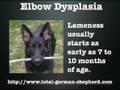 Elbow Dysplasia in the German Shepherd