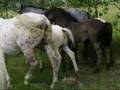 OK APPALOOSA'S 2008 Foal #185