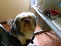 Tovito vendo Durango (Durango howling) Tovito vendo Durango (Durango howling)