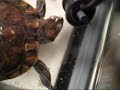 BMTH - turtle