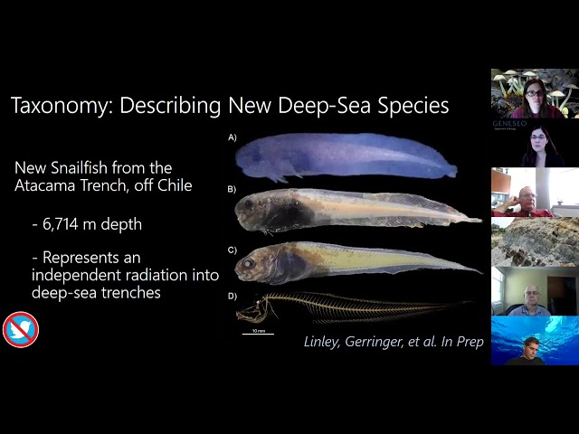 New Deep-Sea Species picture