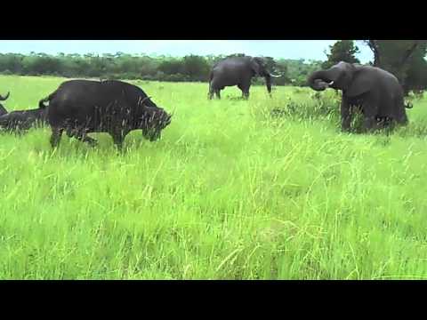 buffalo - What happens when a young elephant kicks a buffalo in the head? Watch this video to find out... filmed at Sabi Sabi Private Game Reserve.