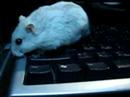 A-bi hamster0703