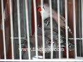 Zebra Finch Parents Feeding Their Babies (part 2) Zebra Finch Parents Feeding Their Babies (part 2)