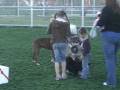 videos de ENGLISH BULLDOG!