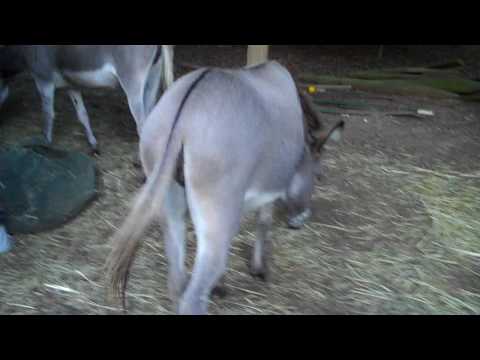 Tijuana Donkey Show - Everyone loves a good donkey show video, I know I do.