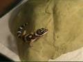 Gecko Léopard et Chat