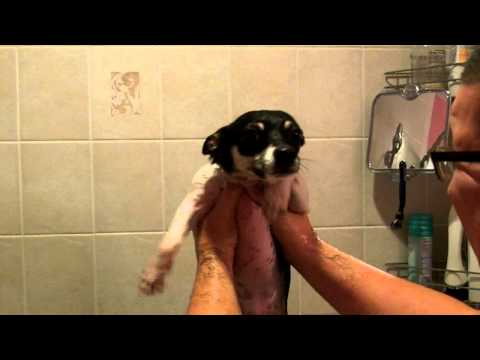 Chien con du jour : le chien qui nage dans le vent