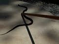 The snake 2