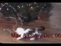 Max  Dafny