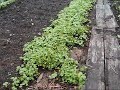 Cover Crop