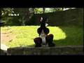 MMC 10 - more fursuits!