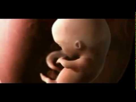 how to fertilization video