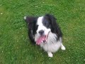 Border Collie Happy loopt door mijn benen