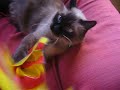 My gatita iris (my cat iris) My gatita iris (my cat iris)