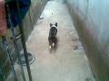 Nokia 6120c Video test Qualidade Media