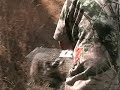 Racoon Relocation