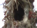 Sunbird Feeding Young