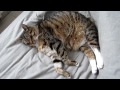 Click here to watch this video Cat sleeping all day long with Brahms lullaby music - Canon ixus 115 HS camera test