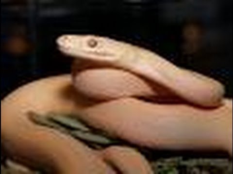 YouTube reptile video