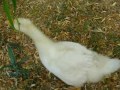 Falerna Falerna