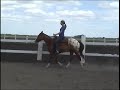 2005 Dun Appaloosa Gelding