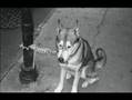 Street Scenes of New Orleans - Music by Tom Pacheco