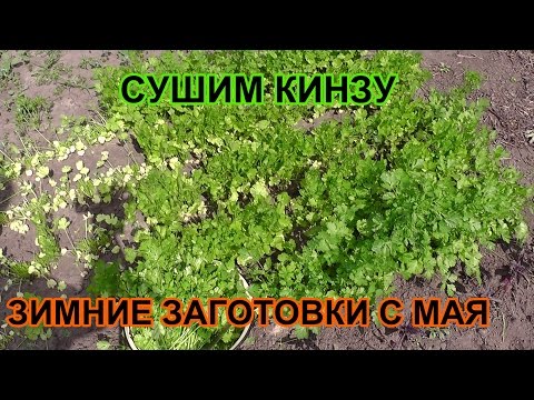 Как сушить кинзу на зиму в домашних условиях