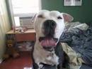 Thank You From Hambone