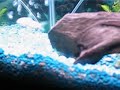 breeding pair of angel fish 4721