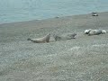 lobos marinos