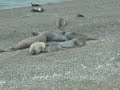 lobos marinos