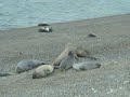lobos marinos