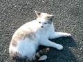 videos de 道路でくつろぎまくるネコさん（ a cat on a road どらサン似？）