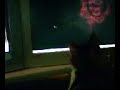 Kitten Attacking Pointer on Screen Kitten Attacking Pointer on Screen