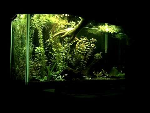 how to trim and replant aquarium plants