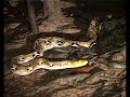 Encounter with reticulated python in the rainforest Borneo