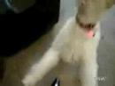 GringCore dog