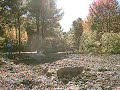 Cutting Down Pine Tree